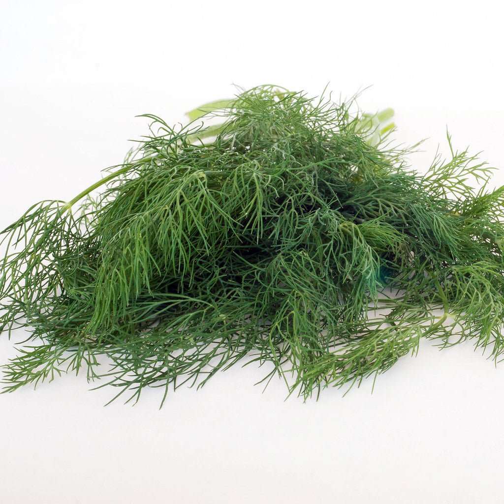 Fresh Dill - Enhanced Earth Farming