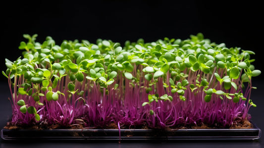 Here's Nature’s Secret: Why Microgreens are a Must-Have! - Enhanced Earth Farming