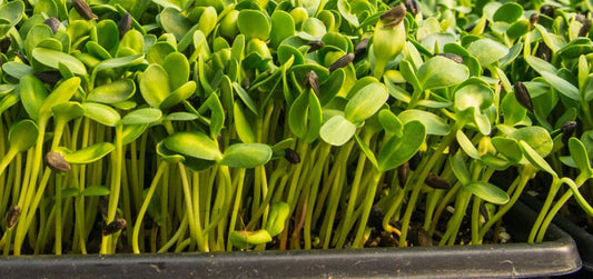 The Incredible Benefits of Microgreens: Unlocking a Healthy Diet - Enhanced Earth Farming