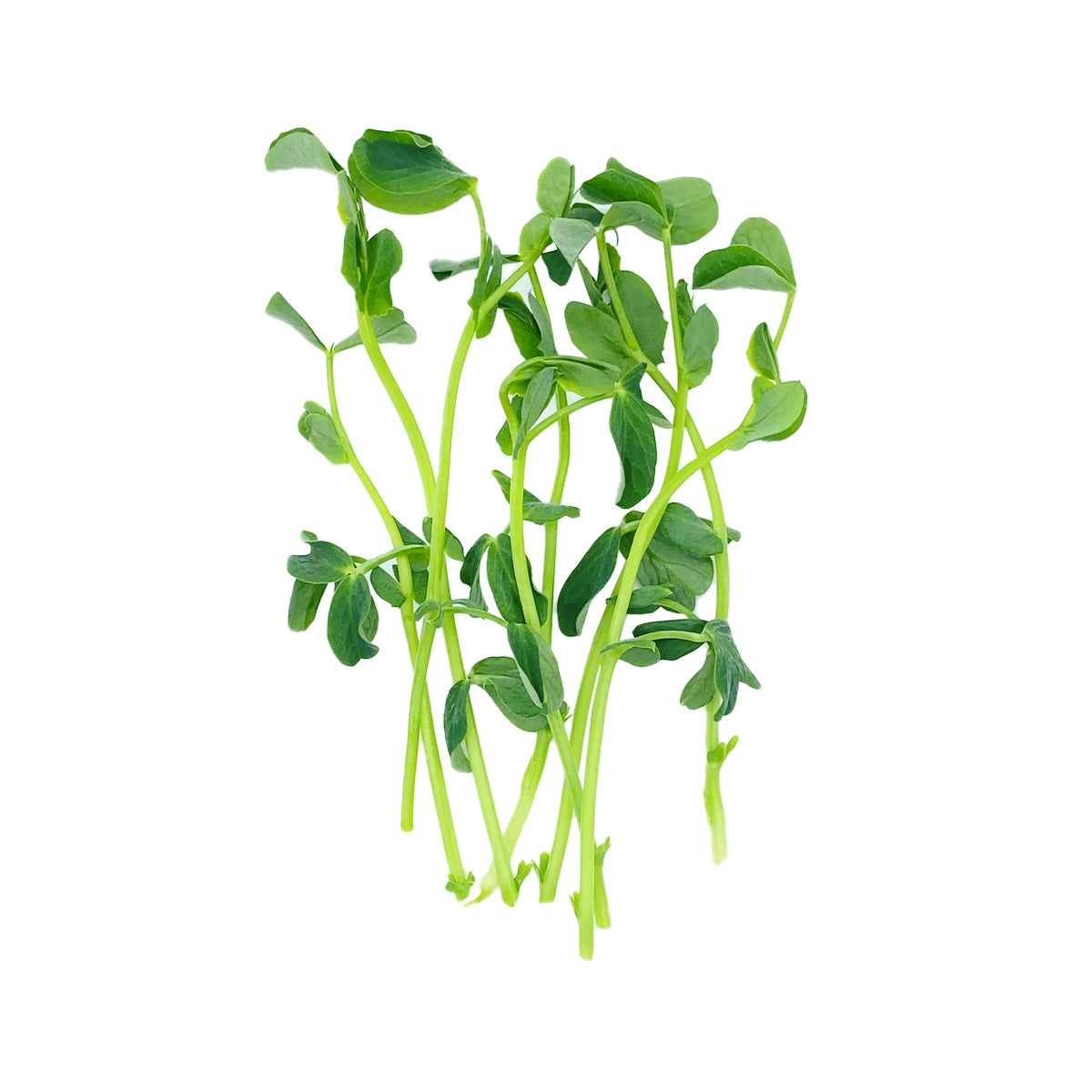 Sweat Pea Microgreens Enhanced Earth Farming