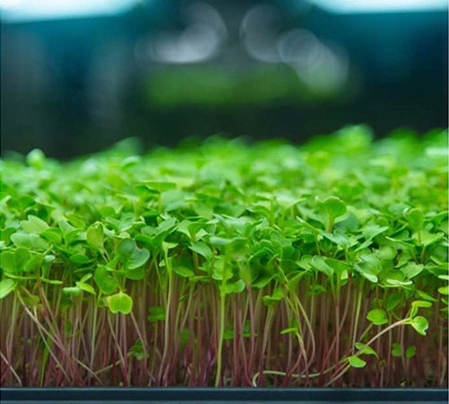 Fresh microgreens growing to be used in home delivery microgreen packaging.