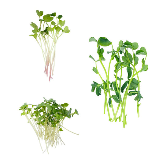 Veggie Fest Microgreen Sampler - Enhanced Earth Farming