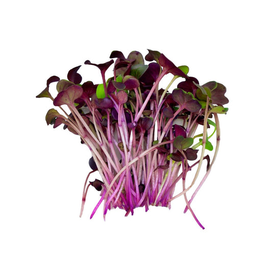 Purple Radish - Enhanced Earth Farming